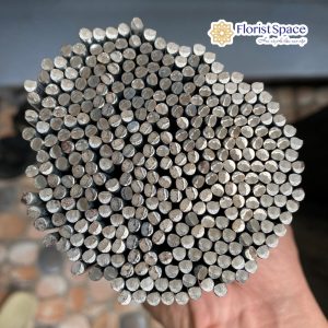 Ti Trắng- Lan Hồ Điệp - KCK